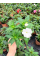 Бальзамін White (укорінений саджанець в горщику С1)