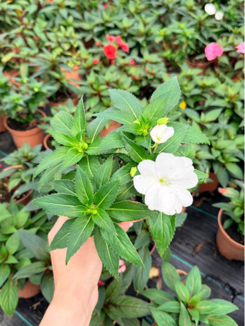 Бальзамін White (укорінений саджанець в горщику С1)