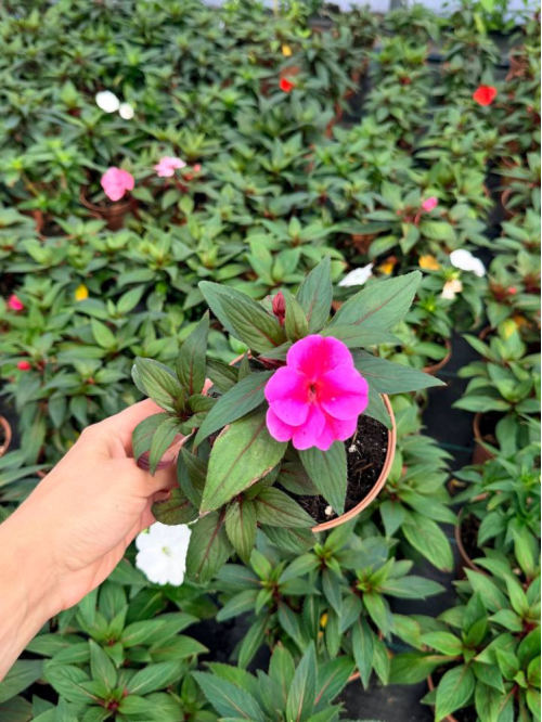 Бальзамин Pink (укорененный саженец в горшке С1)