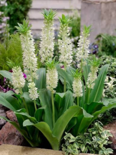 Еукоміс Autumnalis (в горщику)