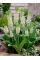 Еукоміс Autumnalis (в горщику)