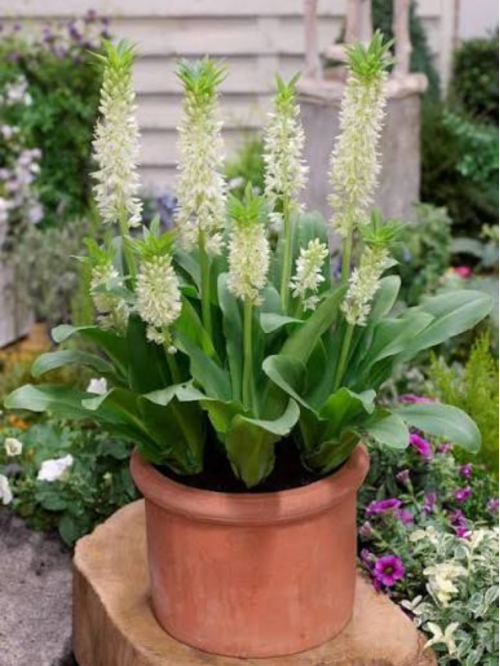 Еукоміс Autumnalis (в горщику)
