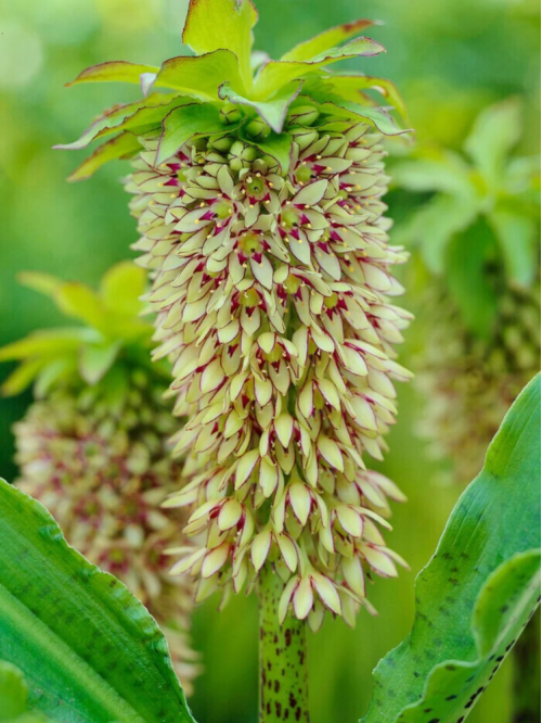 Еукоміс Bicolor (в горщику)