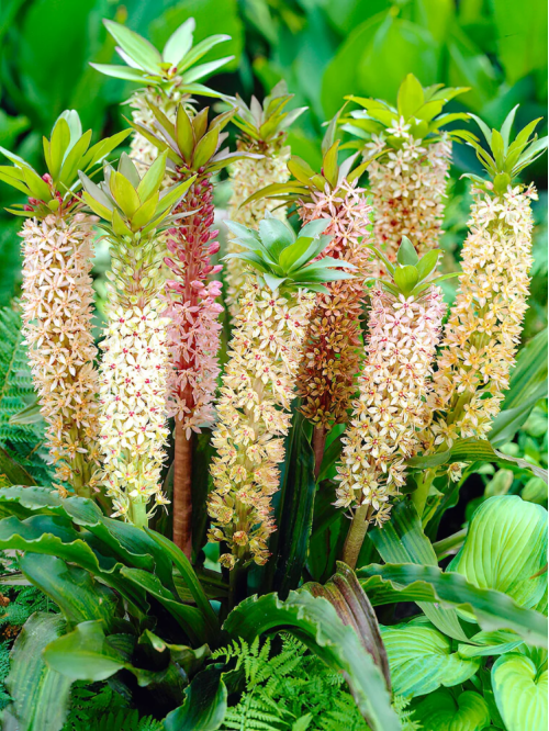 Еукоміс Comosa (в горщику)