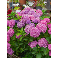 Гортензия широколистая Bouquet Rose (в горшке Р9)