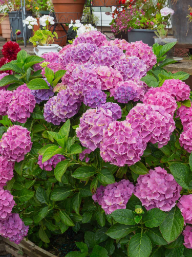 Гортензия широколистая Bouquet Rose (в горшке Р9)