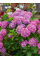 Гортензия широколистая Bouquet Rose (в горшке Р9)