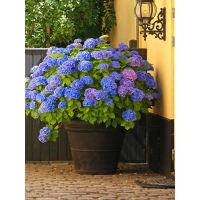 Гортензія широколиста Nikko blue (в горщику Р9)
