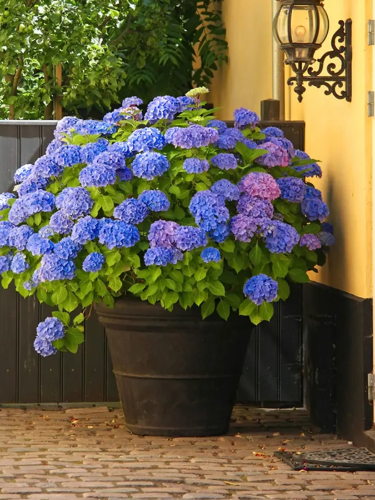Гортензія широколиста Nikko blue (в горщику Р9)