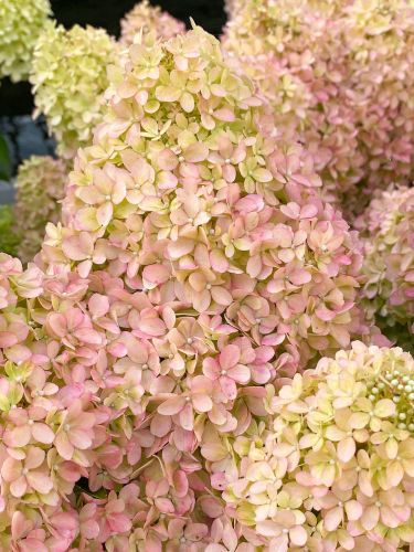 Гортензия метельчатая Petite Flori (в горшке Р9)