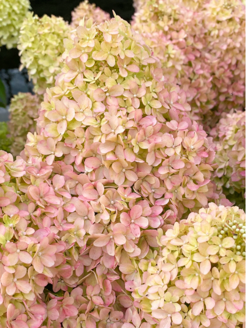 Гортензия метельчатая Petite Flori (в горшке Р9)