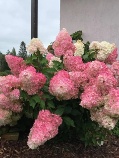 Гортензия метельчатая Vanila Fraise (в горшке Р9)