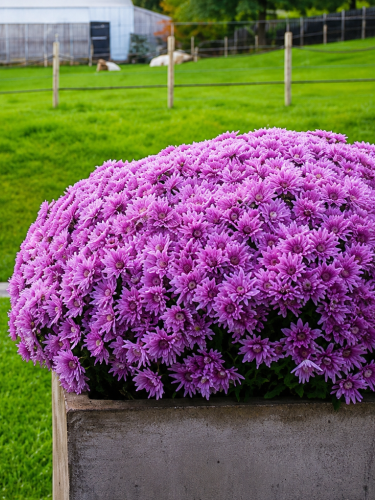 Хризантема Baoli Lilac (в горщику С2)