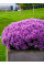 Хризантема Baoli Lilac (в горщику С2)