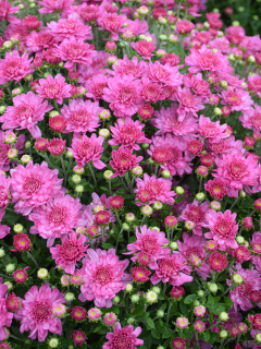 Хризантема Fonti Dark Pink (в горшке С2)
