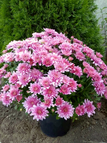 Хризантема Homerun Pink (в горщику С2)