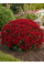 Хризантема Homerun Scarlet Red (в горшке С2)