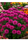 Хризантема Meridian Cherry Purple (в горшке С2)
