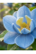 Магнолія Blue Opal (в горщику С2)
