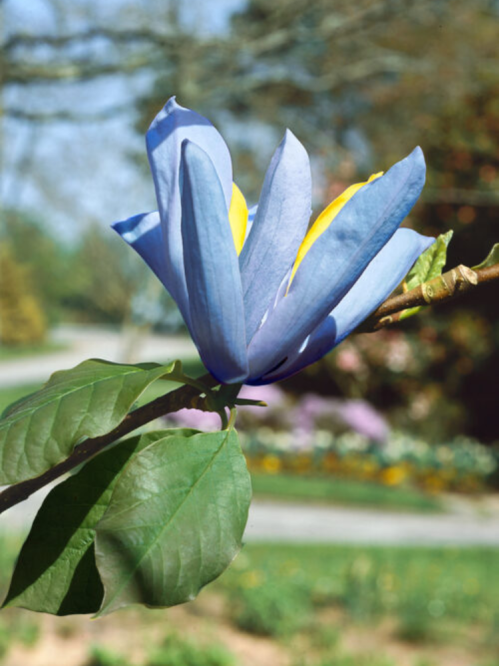 Магнолія Blue Opal (в горщику С2)