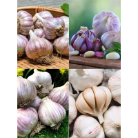 Мікс часнику 4 сорти 0,8 кг