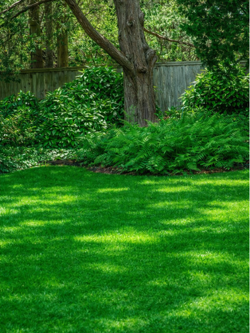 Газон теневыносливый Eurograss ТМ "Усадьба центр" 500 г.