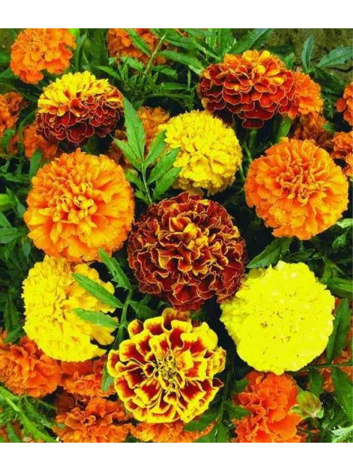 Бархатцы "Чемпион" ТМ "GL Seeds" 0,5г.