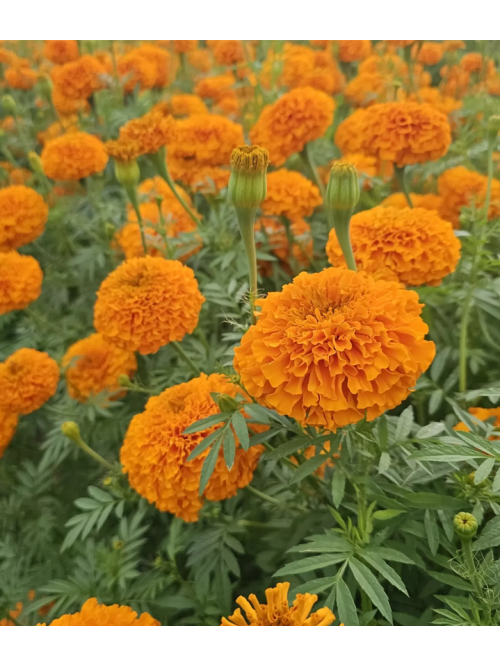 Чорнобривці "Фантастік Оранж" ТМ "GL Seeds" 0,25 г.