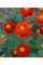Чорнобривці "Червона Брокада" ТМ "GL Seeds" 0,5 г.