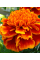 Бархатцы "Гигант биколор" ТМ "GL Seeds" 0,25г.
