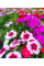 Гвоздика "Китайская кукла" ТМ "GL Seeds" 0,25г.