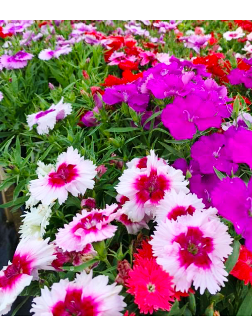Гвоздика "Китайская кукла" ТМ "GL Seeds" 0,25г.