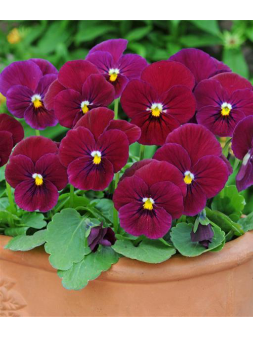 Віола "Долина троянд F1" ТМ "GL Seeds" 0,1 г.