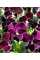 Віола "Кассіс F1" ТМ "GL Seeds" 0,05 г.
