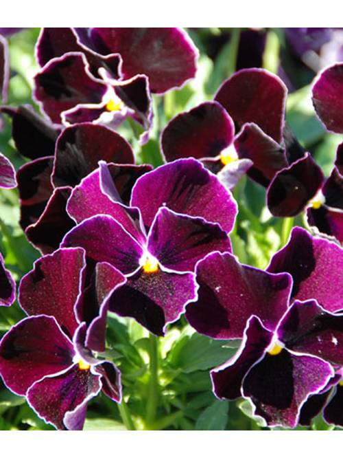 Віола "Кассіс F1" ТМ "GL Seeds" 0,05 г.