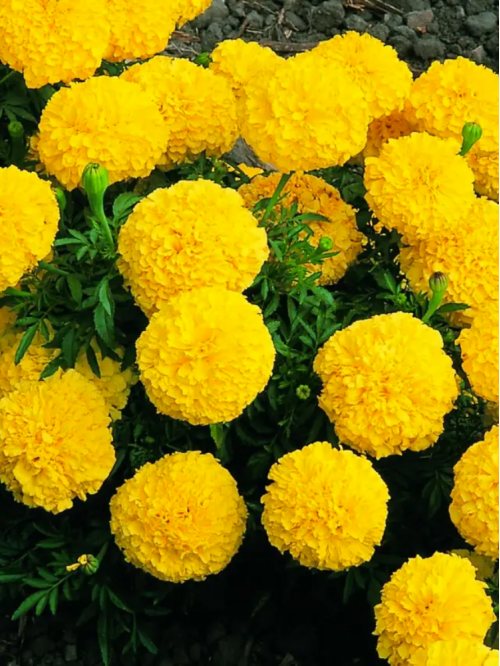 Чорнобривці "Купідон" лимонно-жовті ТМ "Leda Agro" 0,2 г