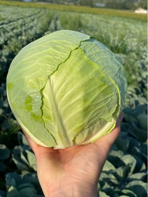 Капуста "Ханна F1" ТМ "Leda Agro" 20 шт в упаковці