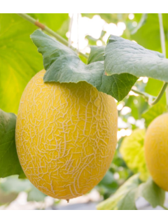 Диня "Дана" ТМ "GL Seeds" 2 г.