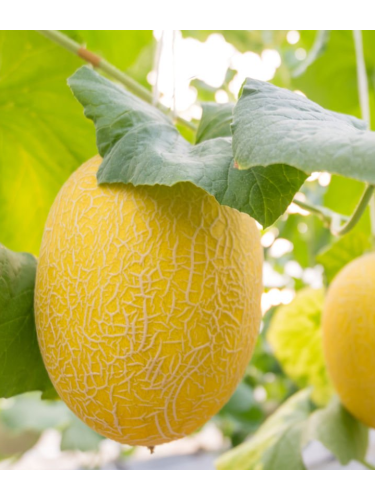Диня "Дана" ТМ "GL Seeds" 2 г.