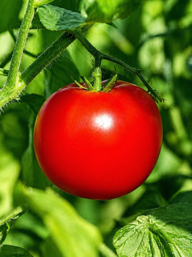 Томат "Андреевский сюрприз" ТМ "GL Seeds" 0,1г.