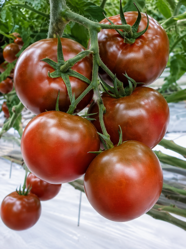 Томат "Ефіоп" ТМ "GL Seeds" 0,1 г.