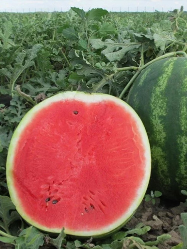 Кавун "Мелітопольський" ТМ "GL Seeds" 10 г.