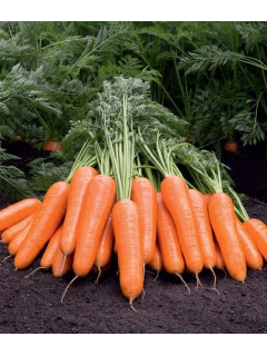 Морковь "Артек" ТМ "GL Seeds" 3г.