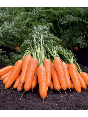 Морковь "Артек" ТМ "GL Seeds" 3г.