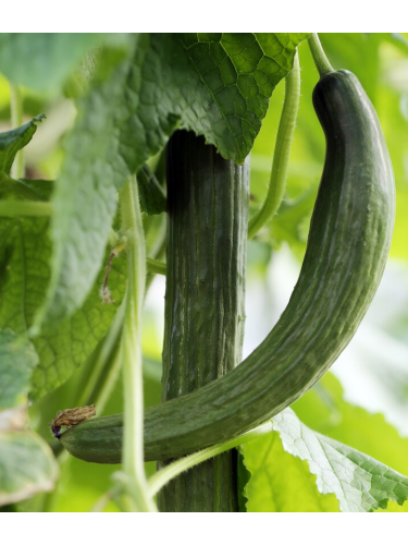 Огурец "Китайские змеи" ТМ "GL Seeds" 3г.