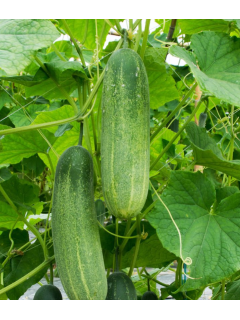 Огірок "Кущовий" ТМ "GL Seeds" 1 г.