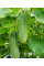 Огірок "Кущовий" ТМ "GL Seeds" 10 г.
