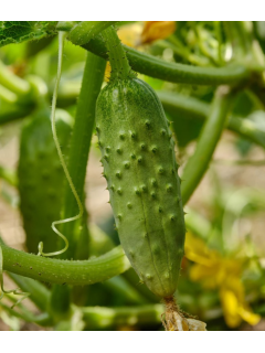 Огірок "Фенікс-640" ТМ "GL Seeds" 10 г.