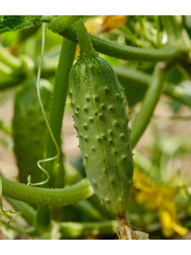 Огурец "Феникс-640" ТМ "GL Seeds" 10 г.
