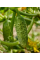 Огірок "Фенікс-640" ТМ "GL Seeds" 20 г.